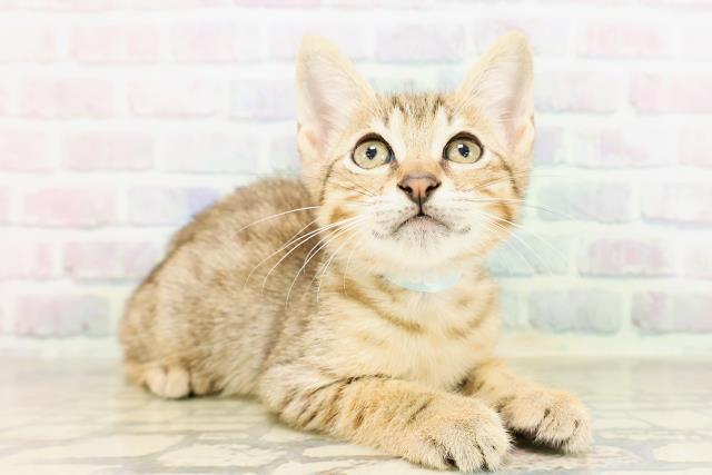 東京都のエジプシャンマウ (Coo&RIKU大久保店/2026年4月27日生まれ/男の子/ブロンズ)の子猫の3枚目の画像