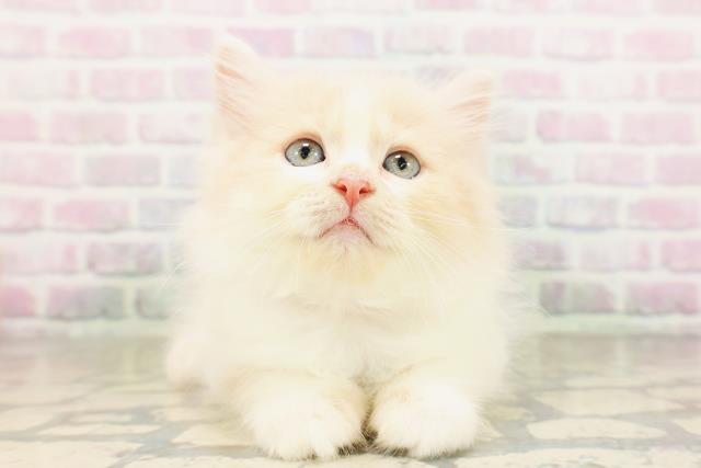 東京都のラガマフィン (Coo&RIKU東久留米店/2026年4月26日生まれ/女の子/クリームタビーホワイト)の子猫の1枚目の画像