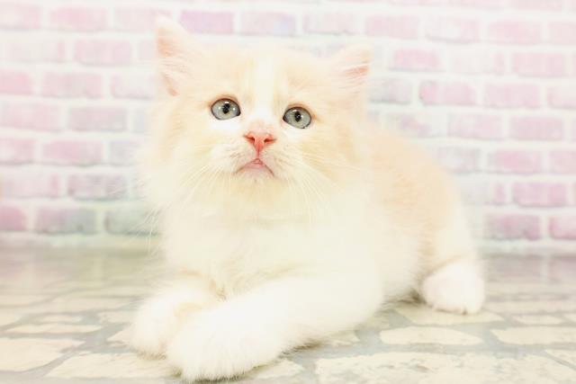 東京都のラガマフィン (Coo&RIKU東久留米店/2026年4月26日生まれ/女の子/クリームタビーホワイト)の子猫の2枚目の画像