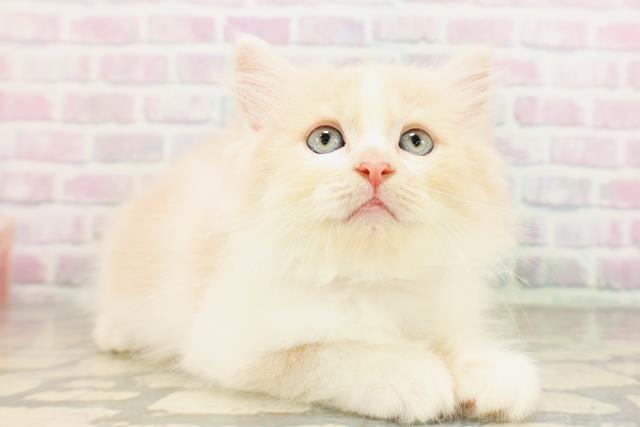 東京都のラガマフィン (Coo&RIKU東久留米店/2026年4月26日生まれ/女の子/クリームタビーホワイト)の子猫の3枚目の画像