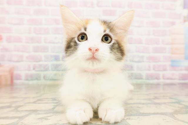 神奈川県のメインクーン (Coo&RIKU秦野店/2026年4月16日生まれ/女の子/キャリコ)の子猫の1枚目の画像