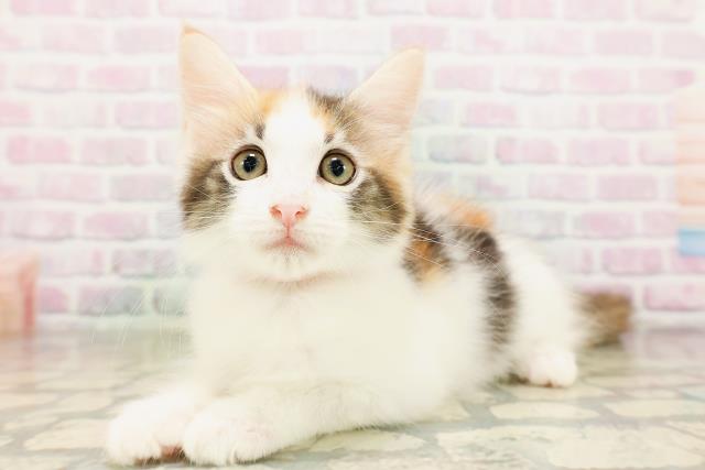 神奈川県のメインクーン (Coo&RIKU秦野店/2026年4月16日生まれ/女の子/キャリコ)の子猫の2枚目の画像