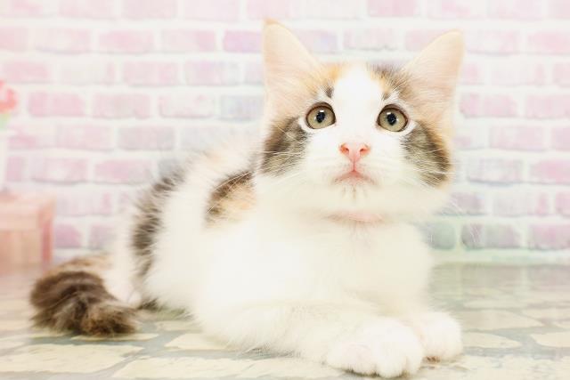 神奈川県のメインクーン (Coo&RIKU秦野店/2026年4月16日生まれ/女の子/キャリコ)の子猫の3枚目の画像