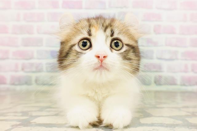 東京都のアメリカンカール (Coo&RIKU中野サンモール店/2026年4月20日生まれ/女の子/キャリコ)の子猫の1枚目の画像