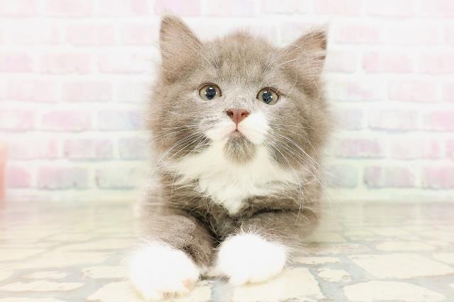 東京都のサイベリアン (Coo&RIKU新小岩店/2026年4月25日生まれ/男の子/ブルータビーホワイト)の子猫の1枚目の画像