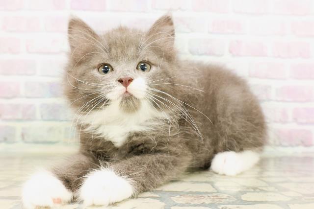東京都のサイベリアン (Coo&RIKU新小岩店/2026年4月25日生まれ/男の子/ブルータビーホワイト)の子猫の2枚目の画像