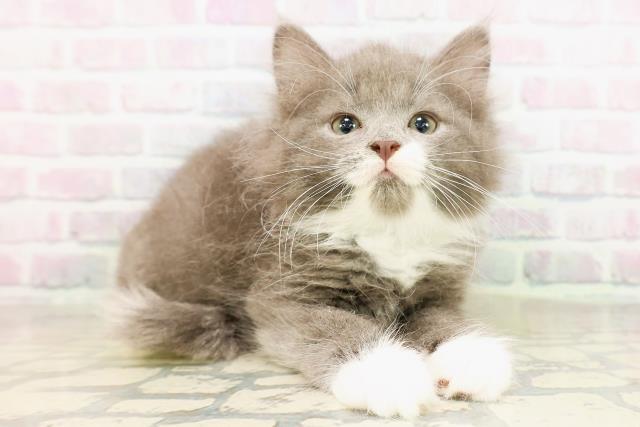 東京都のサイベリアン (Coo&RIKU新小岩店/2026年4月25日生まれ/男の子/ブルータビーホワイト)の子猫の3枚目の画像