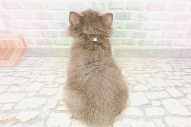 東京都のサイベリアン (Coo&RIKU新小岩店/2026年4月25日生まれ/男の子/ブルータビーホワイト)の子猫の4枚目の画像