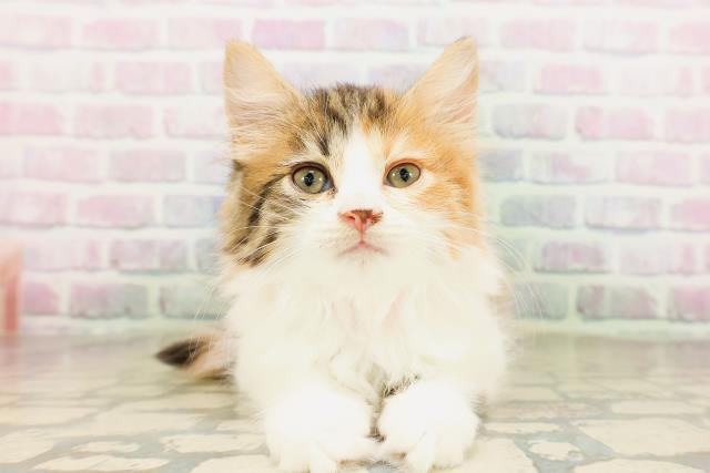 スコティッシュフォールド（立ち耳）