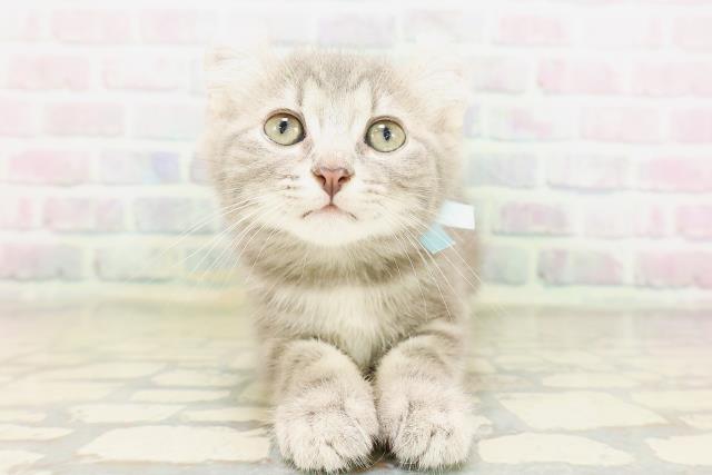 栃木県のキンカロー (Coo&RIKUFKDインターパーク店/2026年4月22日生まれ/男の子/ブルータビー)の子猫の1枚目の画像