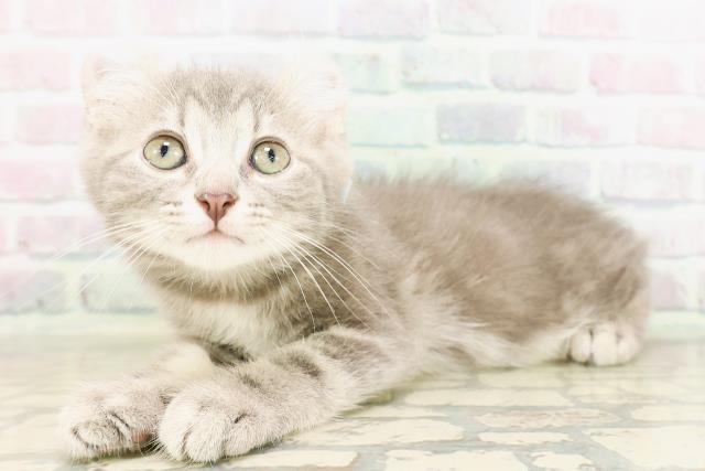 栃木県のキンカロー (Coo&RIKUFKDインターパーク店/2026年4月22日生まれ/男の子/ブルータビー)の子猫の2枚目の画像