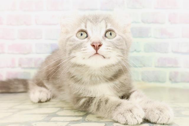 栃木県のキンカロー (Coo&RIKUFKDインターパーク店/2026年4月22日生まれ/男の子/ブルータビー)の子猫の3枚目の画像