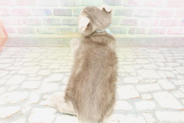 栃木県のキンカロー (Coo&RIKUFKDインターパーク店/2026年4月22日生まれ/男の子/ブルータビー)の子猫の4枚目の画像