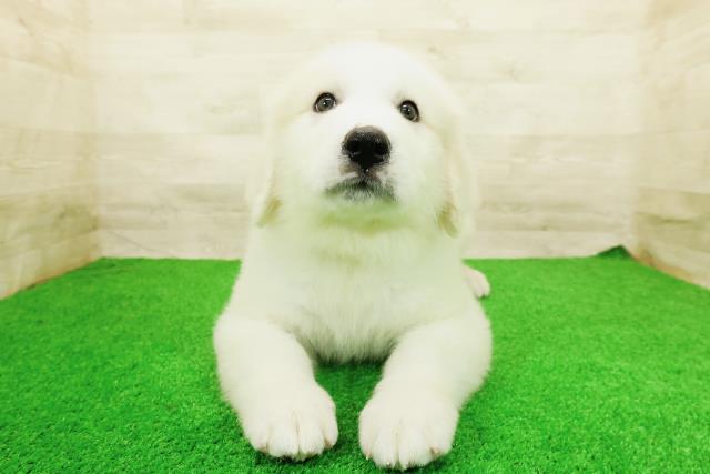 埼玉県のグレートピレニーズ (Coo&RIKU川越店/2026年4月27日生まれ/男の子/ホワイト)の子犬