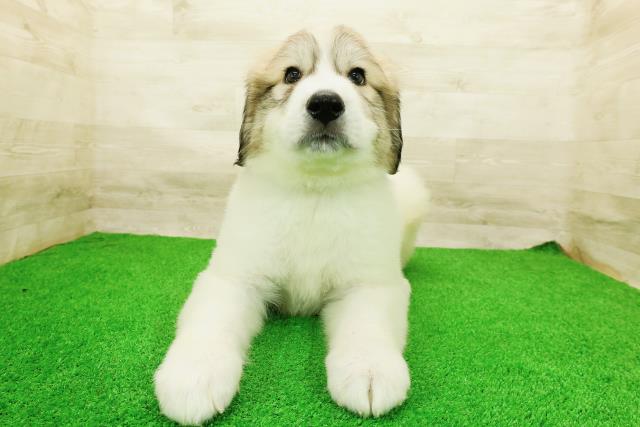 神奈川県のグレートピレニーズ (Coo&RIKU小田原店/2026年4月27日生まれ/男の子/ホワイトグレーマーキング)の子犬