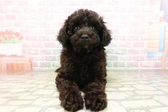 栃木県のトイプードル(トイ) (Coo&RIKUFKDインターパーク店/2026年4月22日生まれ/男の子/ブラック)の子犬の1枚目の画像