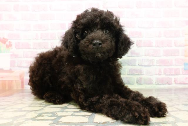 栃木県のトイプードル(トイ) (Coo&RIKUFKDインターパーク店/2026年4月22日生まれ/男の子/ブラック)の子犬の3枚目の画像