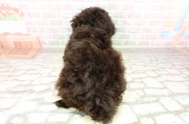栃木県のトイプードル(トイ) (Coo&RIKUFKDインターパーク店/2026年4月22日生まれ/男の子/ブラック)の子犬の4枚目の画像
