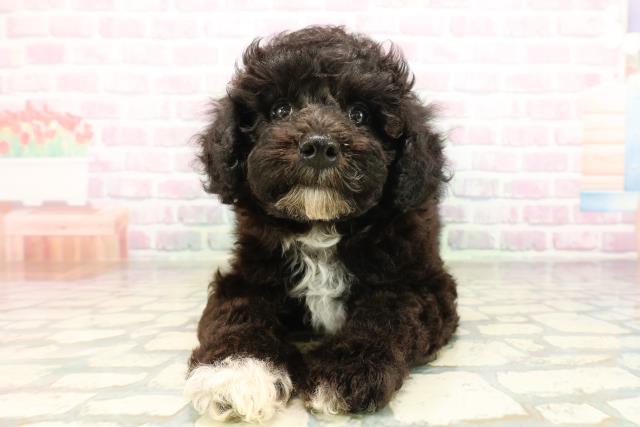神奈川県のトイプードル(トイ) (Coo&RIKU横須賀店/2026年4月22日生まれ/男の子/ブラック)の子犬の1枚目の画像