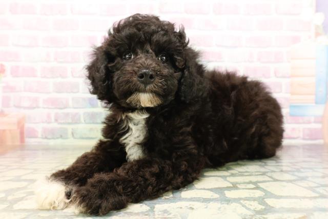 神奈川県のトイプードル(トイ) (Coo&RIKU横須賀店/2026年4月22日生まれ/男の子/ブラック)の子犬の2枚目の画像