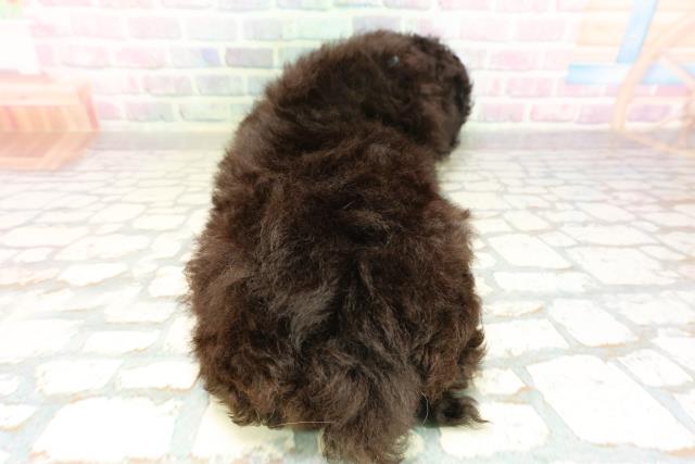 神奈川県のトイプードル(トイ) (Coo&RIKU横須賀店/2026年4月22日生まれ/男の子/ブラック)の子犬の4枚目の画像