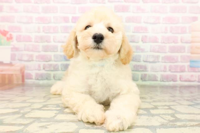 山梨県のトイプードル(トイ) (Coo&RIKU甲府昭和通り店/2026年4月22日生まれ/男の子/クリーム)の子犬の1枚目の画像