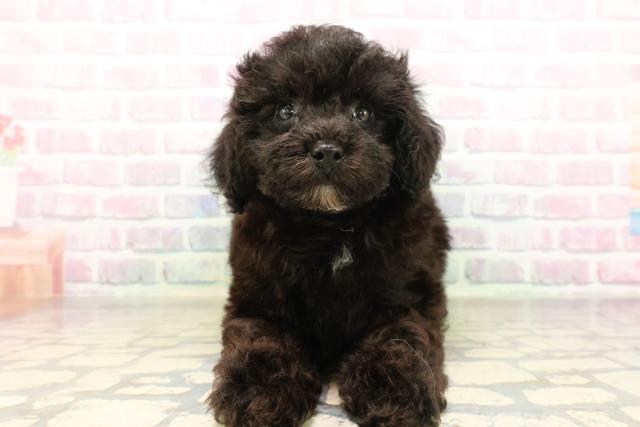 栃木県のトイプードル(トイ) (Coo&RIKU宇都宮店/2026年4月22日生まれ/女の子/ブラック)の子犬