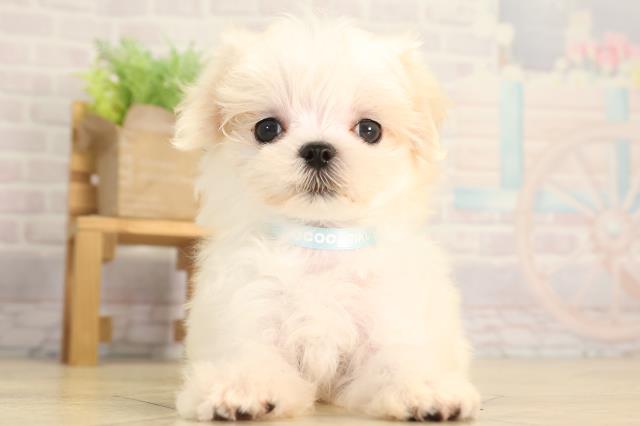 静岡県のマルチーズ (Coo&RIKU沼津店/2026年4月26日生まれ/男の子/ホワイト)の子犬