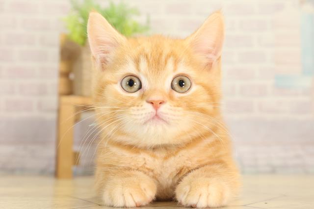 スコティッシュストレート
