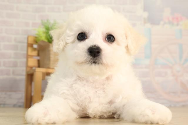 静岡県のビションフリーゼ (Coo&RIKU浜松店/2026年4月29日生まれ/女の子/ホワイト)の子犬の1枚目の画像