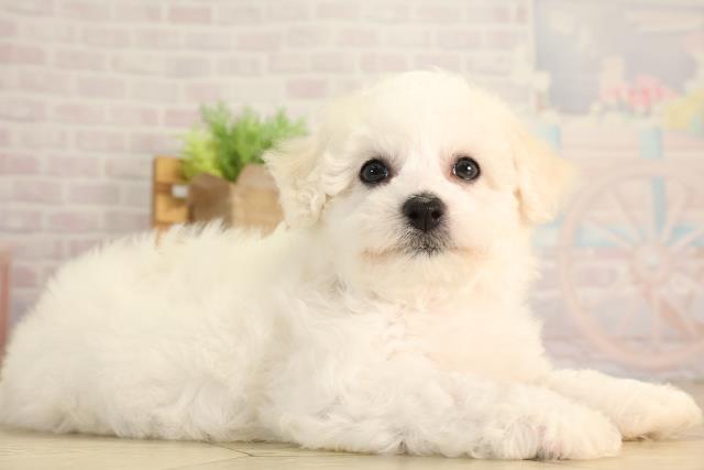 静岡県のビションフリーゼ (Coo&RIKU浜松店/2026年4月29日生まれ/女の子/ホワイト)の子犬の2枚目の画像