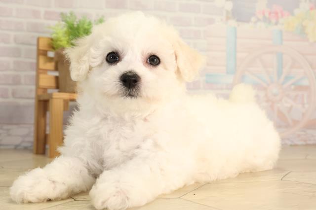 静岡県のビションフリーゼ (Coo&RIKU浜松店/2026年4月29日生まれ/女の子/ホワイト)の子犬の3枚目の画像