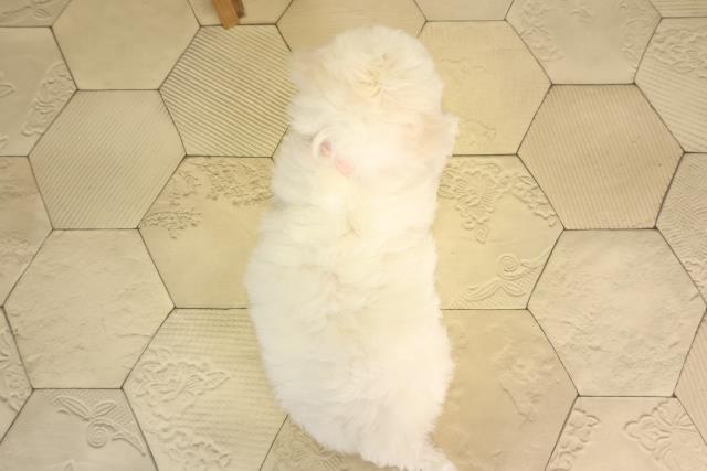 静岡県のビションフリーゼ (Coo&RIKU浜松店/2026年4月29日生まれ/女の子/ホワイト)の子犬の4枚目の画像