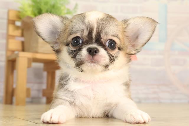 静岡県のチワワ(ロング) (Coo&RIKU沼津店/2026年4月29日生まれ/女の子/レッドホワイト)の子犬