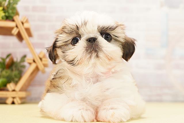 岐阜県のシーズー (Coo&RIKU岐阜店/2026年4月29日生まれ/女の子/ゴールドホワイト)の子犬の1枚目の画像