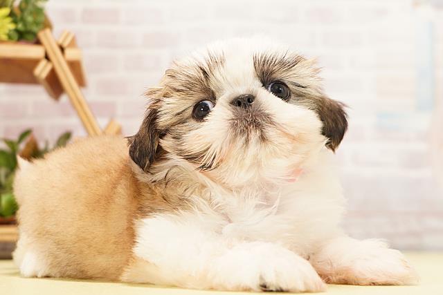 岐阜県のシーズー (Coo&RIKU岐阜店/2026年4月29日生まれ/女の子/ゴールドホワイト)の子犬の2枚目の画像