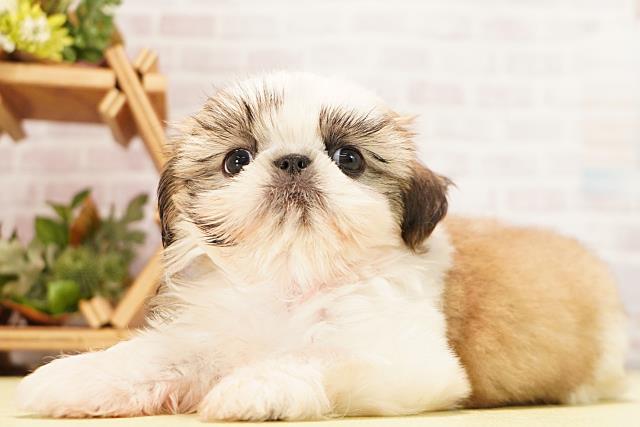 岐阜県のシーズー (Coo&RIKU岐阜店/2026年4月29日生まれ/女の子/ゴールドホワイト)の子犬の3枚目の画像