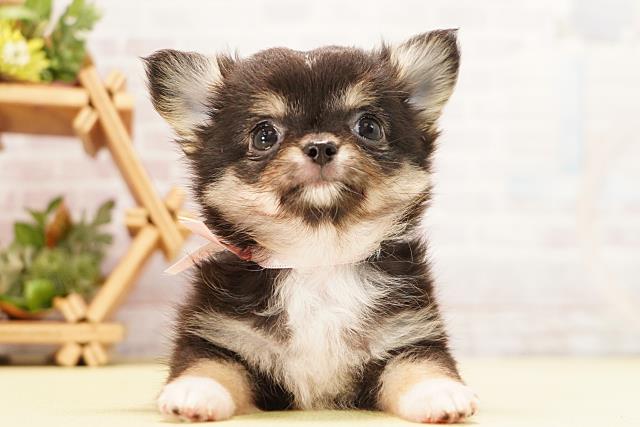 愛知県のチワワ(ロング) (Coo&RIKU春日井店/2026年4月23日生まれ/女の子/ブラックタン)の子犬の1枚目の画像