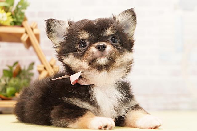 愛知県のチワワ(ロング) (Coo&RIKU春日井店/2026年4月23日生まれ/女の子/ブラックタン)の子犬の2枚目の画像