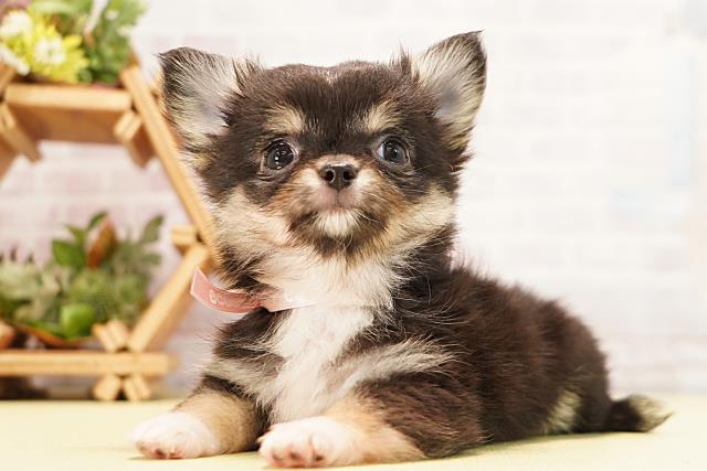 愛知県のチワワ(ロング) (Coo&RIKU春日井店/2026年4月23日生まれ/女の子/ブラックタン)の子犬の3枚目の画像