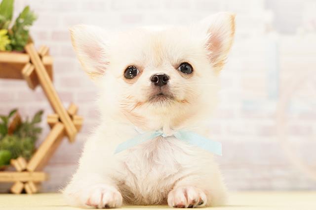 岐阜県のチワワ(ロング) (Coo&RIKU岐阜店/2026年4月23日生まれ/男の子/クリーム)の子犬の1枚目の画像