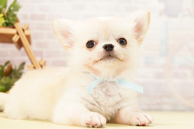 岐阜県のチワワ(ロング) (Coo&RIKU岐阜店/2026年4月23日生まれ/男の子/クリーム)の子犬の2枚目の画像
