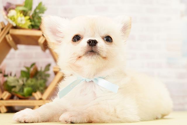 岐阜県のチワワ(ロング) (Coo&RIKU岐阜店/2026年4月23日生まれ/男の子/クリーム)の子犬の3枚目の画像