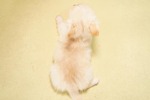 岐阜県のチワワ(ロング) (Coo&RIKU岐阜店/2026年4月23日生まれ/男の子/クリーム)の子犬の4枚目の画像