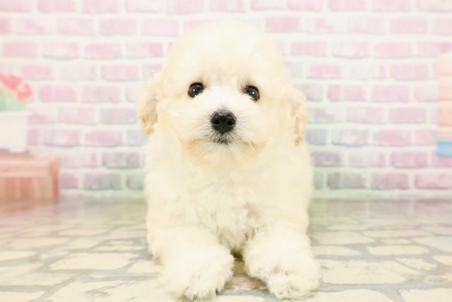 東京都のトイプードル(トイ) (Coo&RIKU池袋西口店/2026年4月28日生まれ/男の子/クリーム)の子犬の1枚目の画像