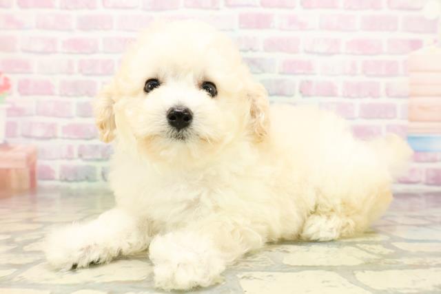 東京都のトイプードル(トイ) (Coo&RIKU池袋西口店/2026年4月28日生まれ/男の子/クリーム)の子犬の2枚目の画像