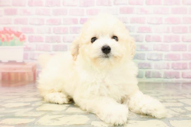 東京都のトイプードル(トイ) (Coo&RIKU池袋西口店/2026年4月28日生まれ/男の子/クリーム)の子犬の3枚目の画像