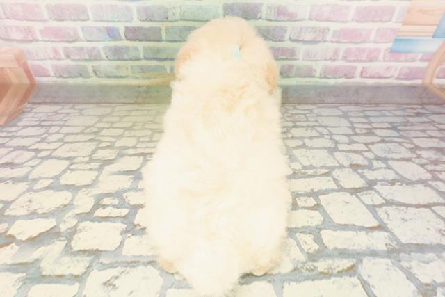 東京都のトイプードル(トイ) (Coo&RIKU池袋西口店/2026年4月28日生まれ/男の子/クリーム)の子犬の4枚目の画像