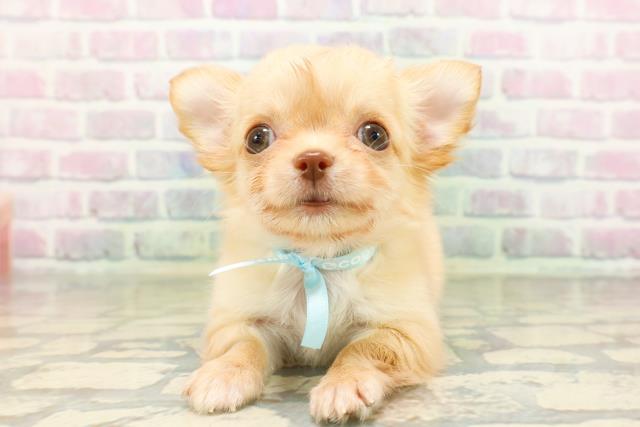 東京都のチワワ(ロング) (Coo&RIKU大久保店/2026年4月27日生まれ/男の子/クリーム)の子犬の1枚目の画像