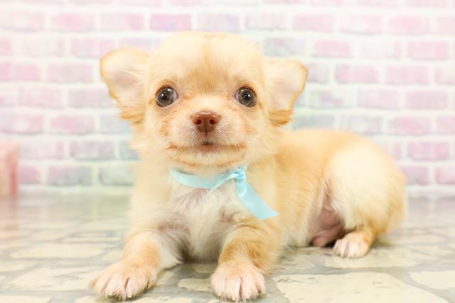 東京都のチワワ(ロング) (Coo&RIKU大久保店/2026年4月27日生まれ/男の子/クリーム)の子犬の2枚目の画像